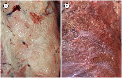 Newly detected, virulent Toxoplasma gondii COUG strain causing fatal steatitis and toxoplasmosis in southern sea otters (Enhydra lutris nereis)